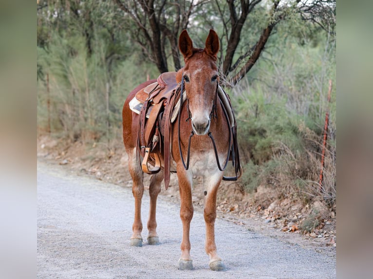 Mulo Caballo castrado 13 años 142 cm Alazán-tostado in Camp Verde AZ