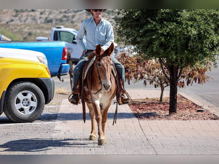 Mulo Caballo castrado 13 años 142 cm Alazán-tostado in Camp Verde AZ