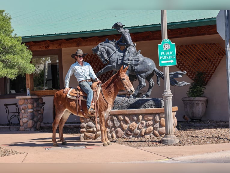 Mulo Caballo castrado 13 años 142 cm Alazán-tostado in Camp Verde AZ