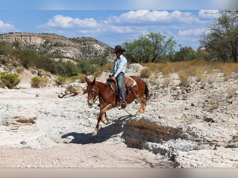 Mulo Caballo castrado 13 años 142 cm Alazán-tostado in Camp Verde AZ