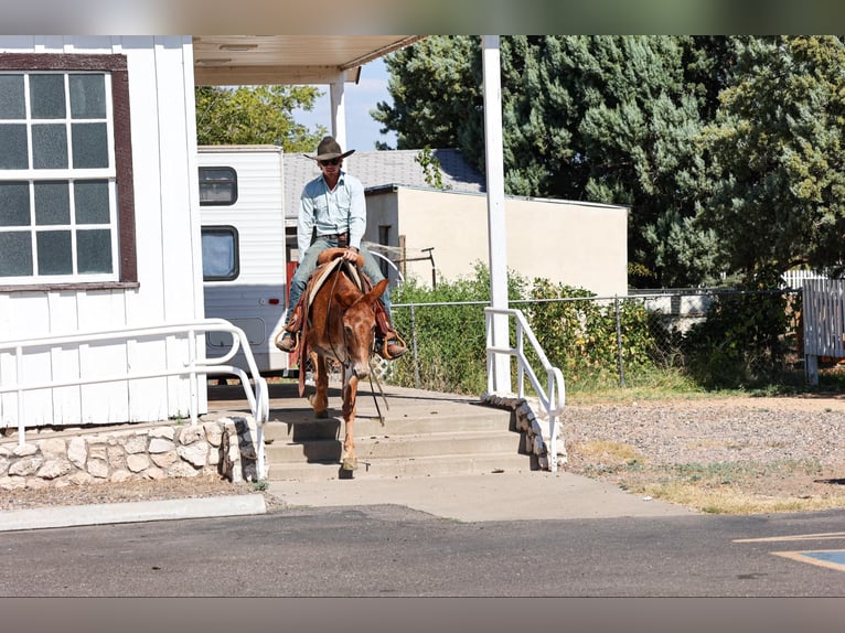 Mulo Caballo castrado 13 años 142 cm Alazán-tostado in Camp Verde AZ