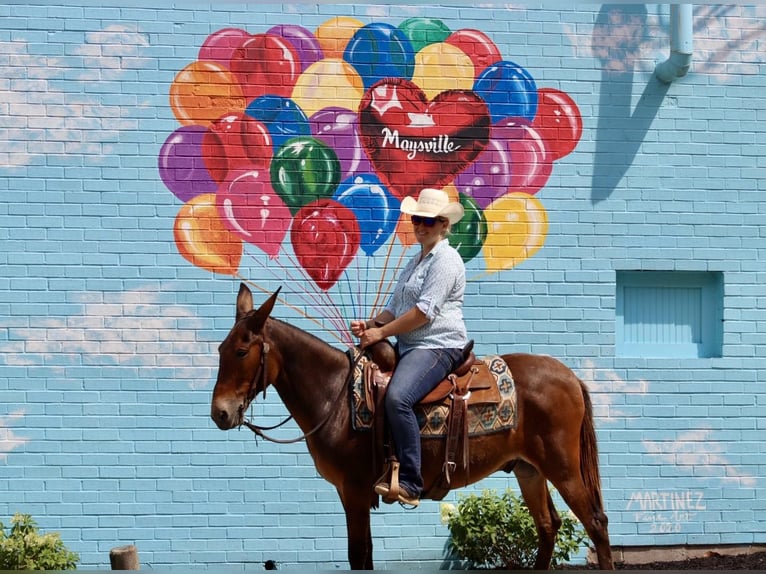 Mulo Caballo castrado 13 años 142 cm Castaño rojizo in Brooksville Ky