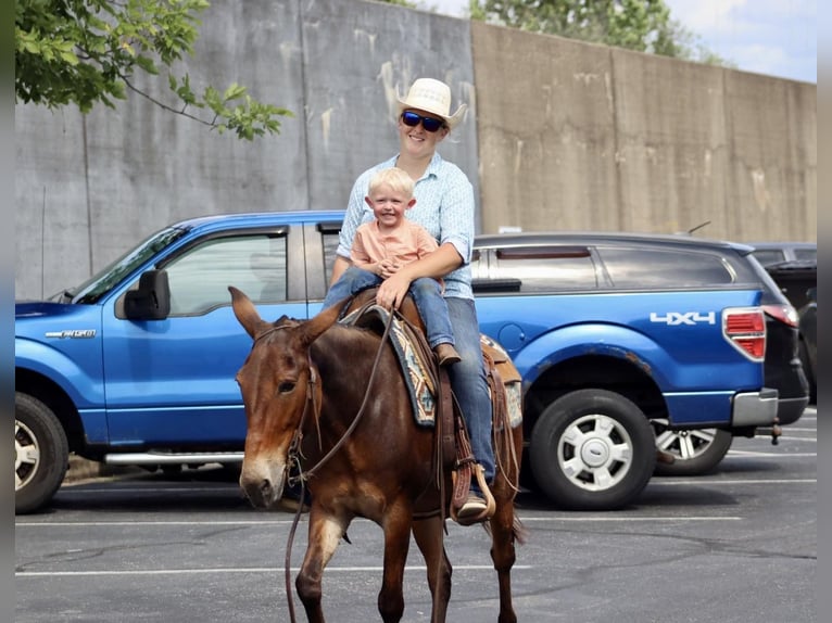 Mulo Caballo castrado 13 años 142 cm Castaño rojizo in Brooksville Ky