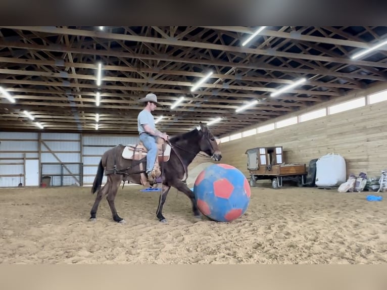 Mulo Caballo castrado 13 años 142 cm Castaño rojizo in Brooksville Ky