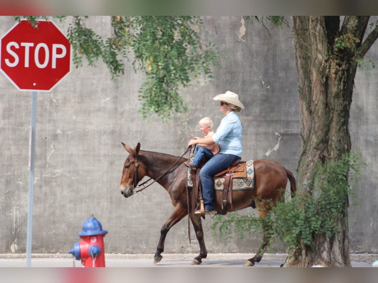 Mulo Caballo castrado 13 años 142 cm Castaño rojizo in Brooksville Ky