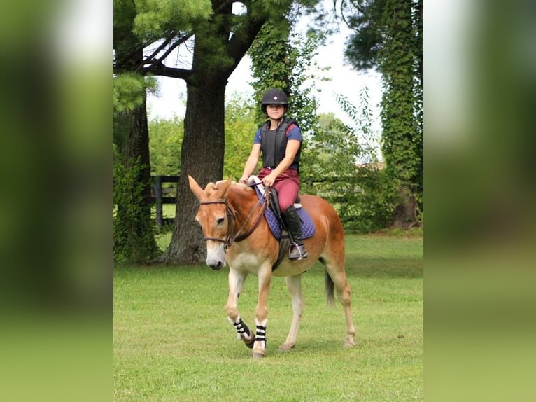 Mulo Caballo castrado 13 años 145 cm Alazán rojizo in Borden, IN