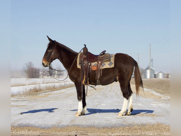 Mulo Caballo castrado 13 años 145 cm Alazán-tostado in Sweet Springs, MO