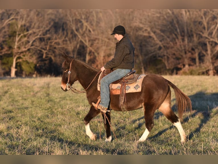 Mulo Caballo castrado 13 años 145 cm Alazán-tostado in Sweet Springs, MO