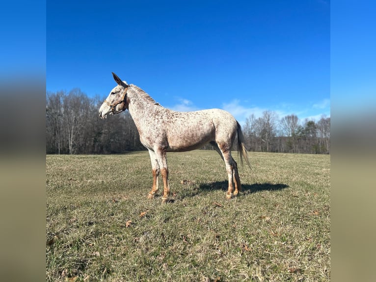 Mulo Caballo castrado 13 años 145 cm Ruano alazán in Whitley City, KY