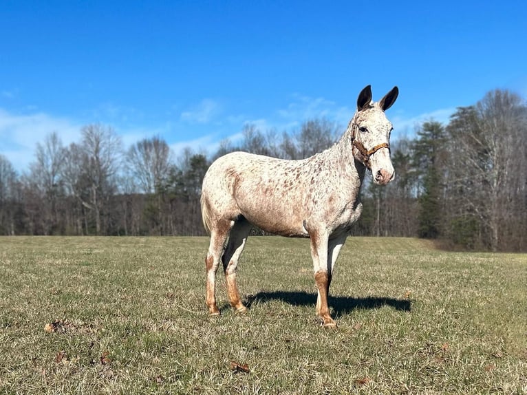 Mulo Caballo castrado 13 años 145 cm Ruano alazán in Whitley City, KY