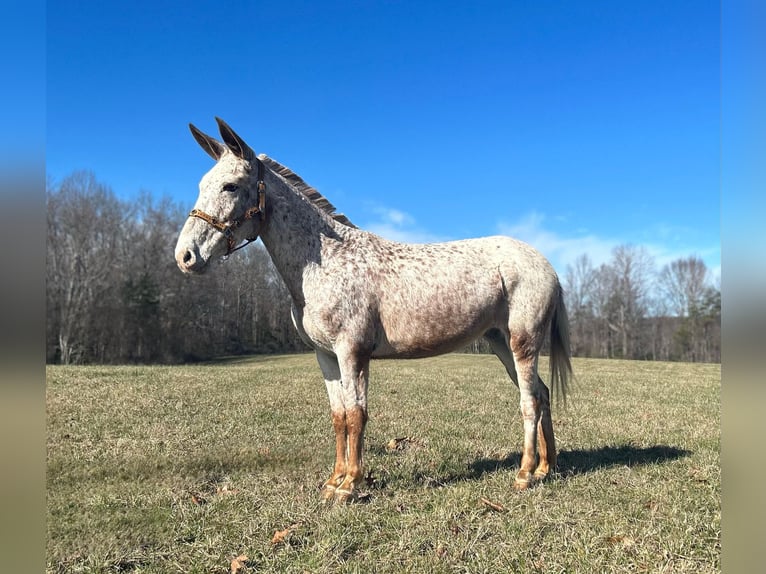 Mulo Caballo castrado 13 años 145 cm Ruano alazán in Whitley City, KY