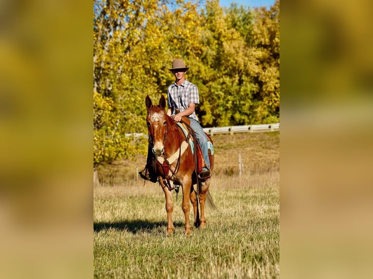 Mulo Caballo castrado 13 años 150 cm Ruano alazán in Valley Springs