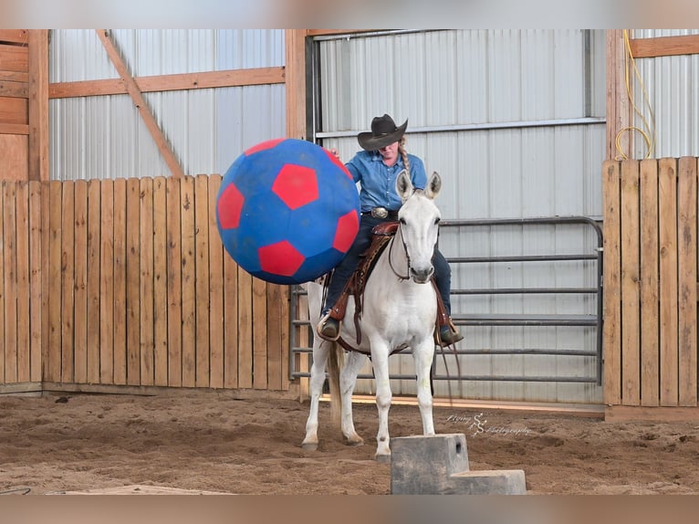 Mulo Caballo castrado 13 años 152 cm Tordo in Hastings