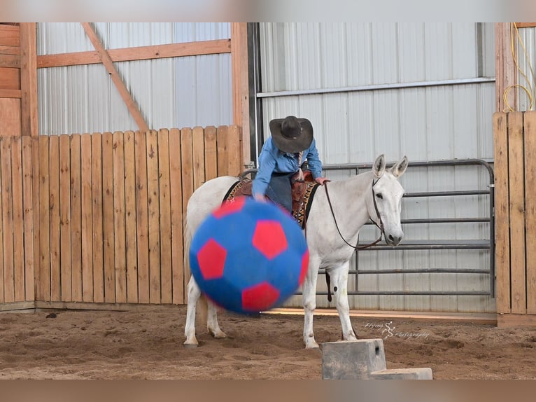 Mulo Caballo castrado 13 años 152 cm Tordo in Hastings