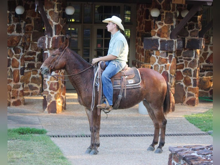 Mulo Caballo castrado 13 años 155 cm Alazán rojizo in Rusk TX