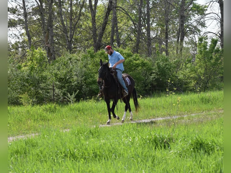 Mulo Caballo castrado 13 años 155 cm Negro in Van Horne IA