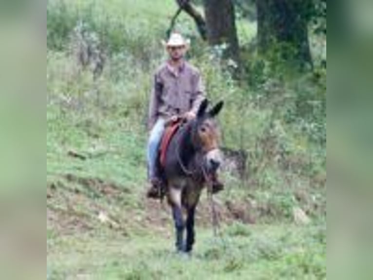 Mulo Caballo castrado 13 años 155 cm Negro in Brooksville Ky