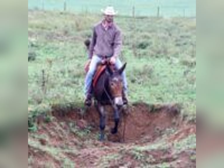 Mulo Caballo castrado 13 años 155 cm Negro in Brooksville Ky