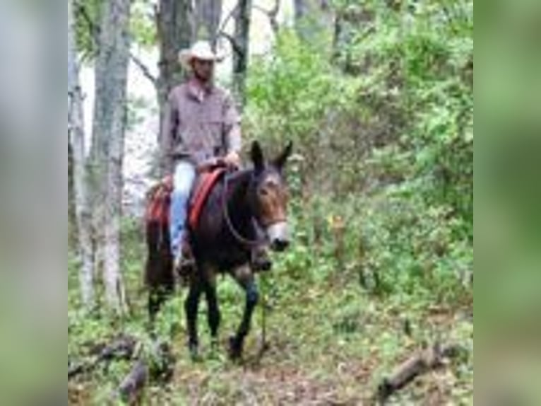 Mulo Caballo castrado 13 años 155 cm Negro in Brooksville Ky