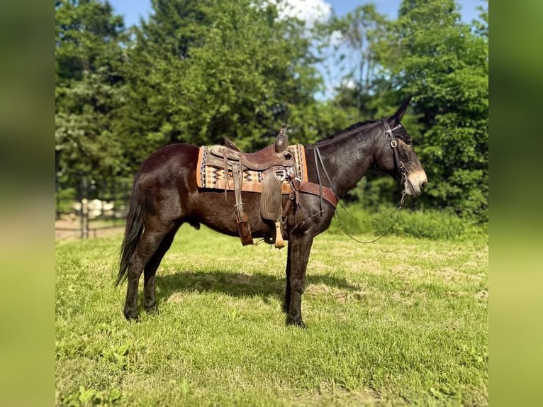 Mulo Caballo castrado 13 años 155 cm Negro in Moscow OH
