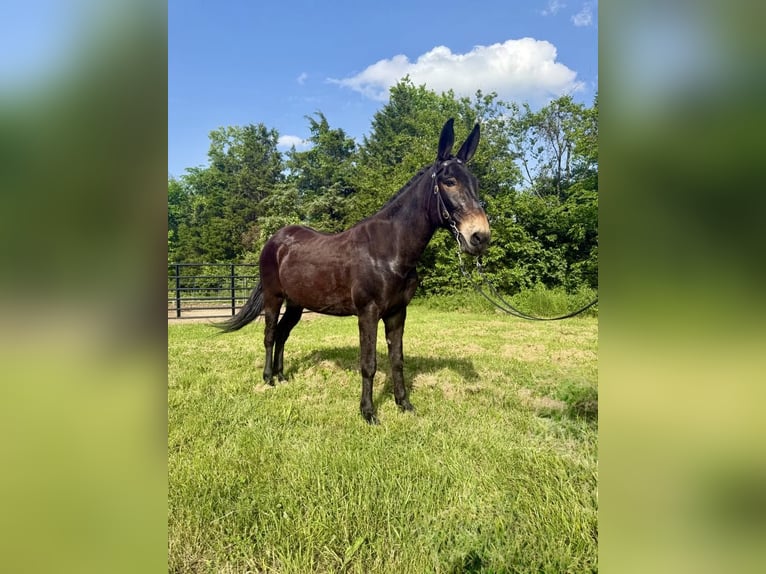 Mulo Caballo castrado 13 años 155 cm Negro in Moscow OH