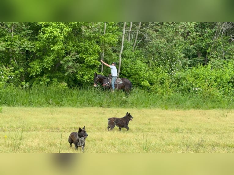 Mulo Caballo castrado 13 años 155 cm Negro in Moscow OH