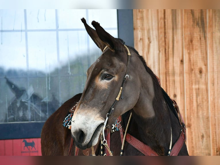 Mulo Caballo castrado 13 años 160 cm Negro in Rebersburg