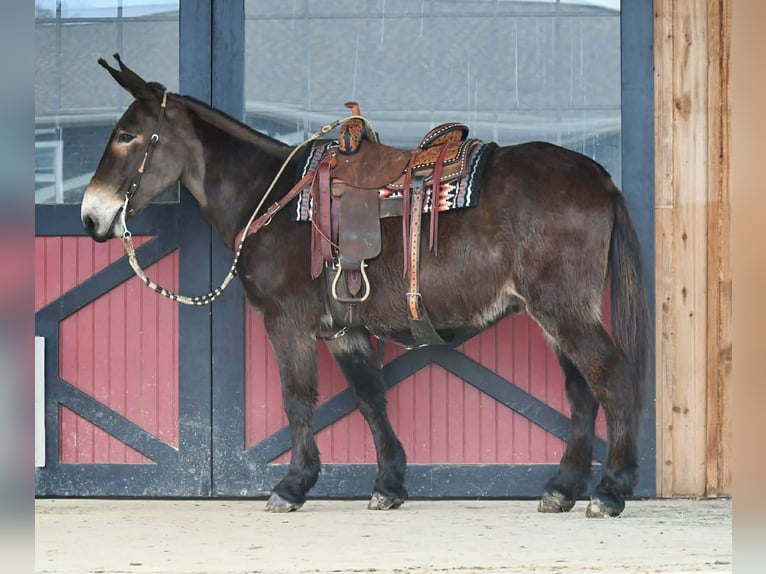 Mulo Caballo castrado 13 años 160 cm Negro in Rebersburg