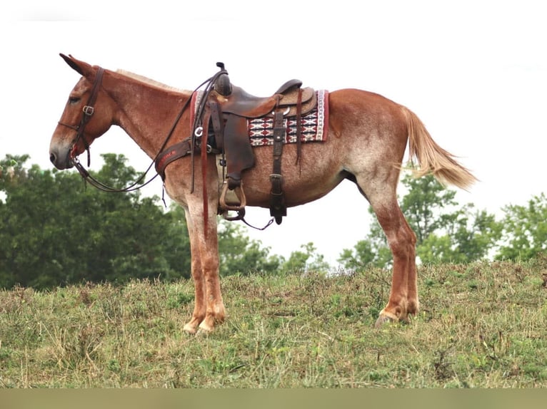 Mulo Caballo castrado 13 años Alazán rojizo in Brooksville KY