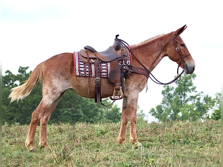 Mulo Caballo castrado 13 años Alazán rojizo in Brooksville KY