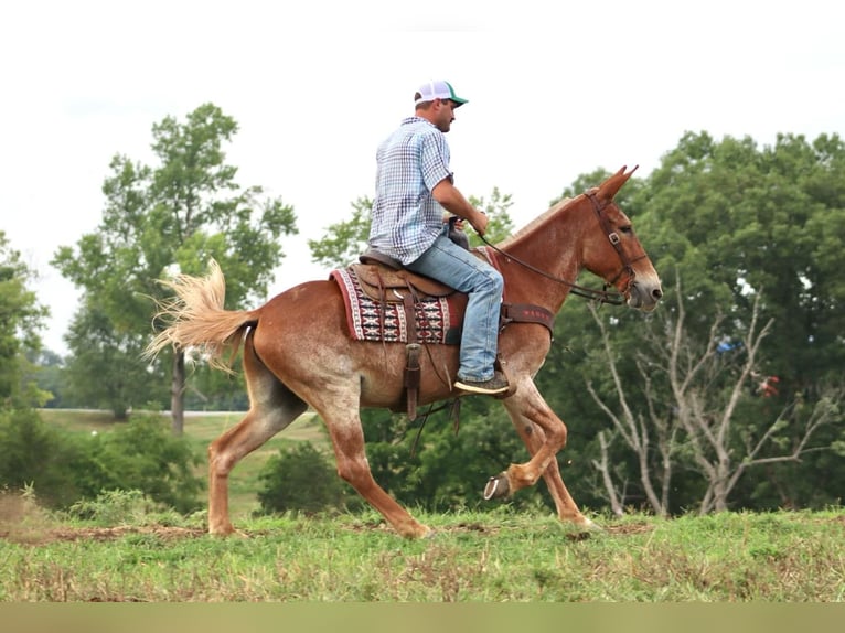 Mulo Caballo castrado 13 años Alazán rojizo in Brooksville KY