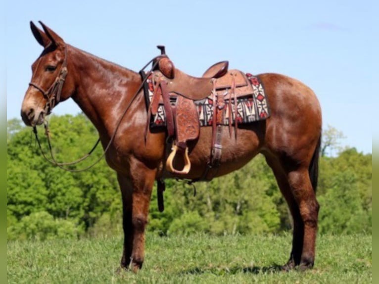 Mulo Caballo castrado 13 años Bayo in Brookesville KY