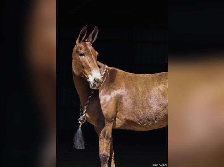 Mulo Caballo castrado 13 años Bayo in Brookesville KY