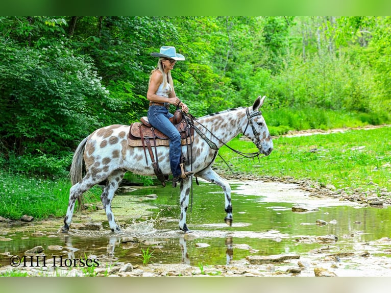 Mulo Caballo castrado 13 años  in Flemingsburg