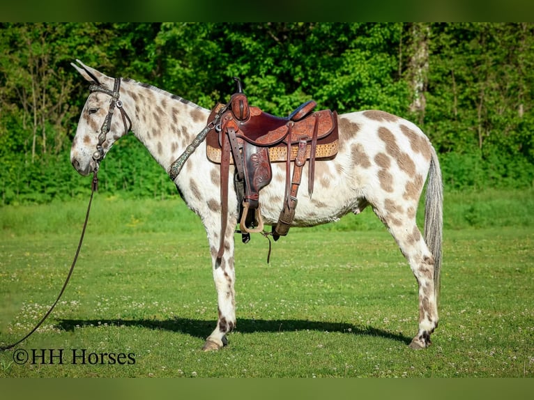 Mulo Caballo castrado 13 años  in Flemingsburg