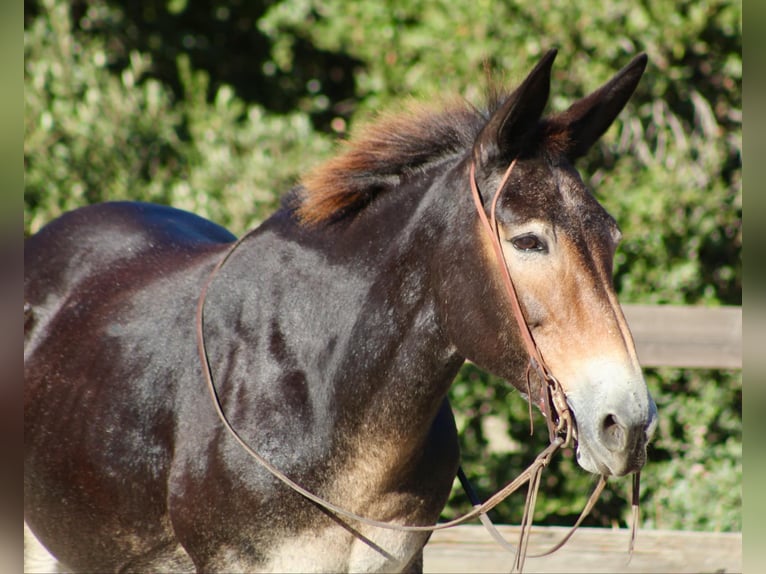 Mulo Caballo castrado 13 años in Bitterwater CA