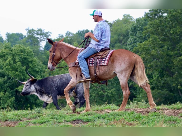 Mulo Caballo castrado 13 años in Brooksville KY