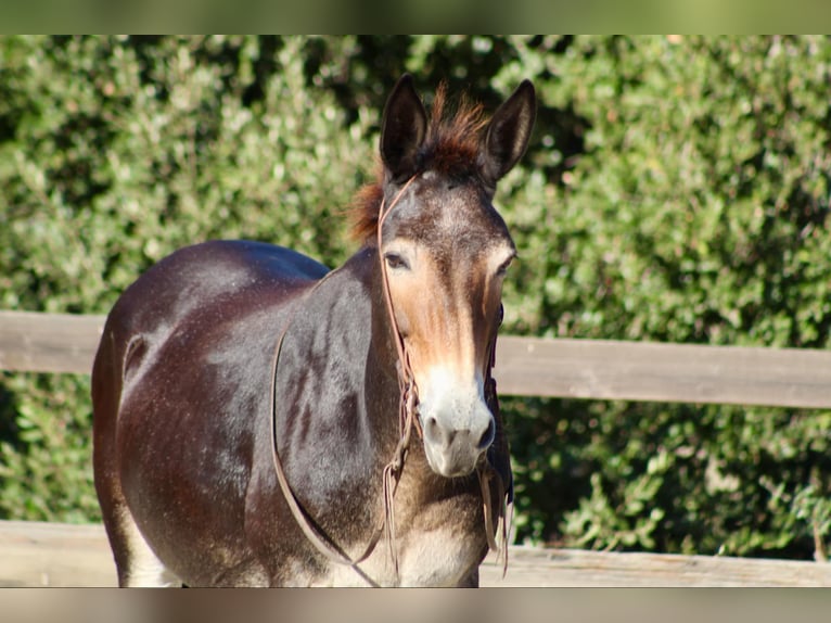 Mulo Caballo castrado 13 años Castaño rojizo in Bitterwater CA