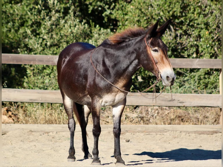 Mulo Caballo castrado 13 años Castaño rojizo in Bitterwater CA