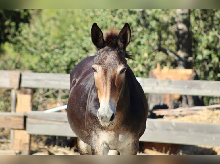 Mulo Caballo castrado 13 años Castaño rojizo in Bitterwater CA