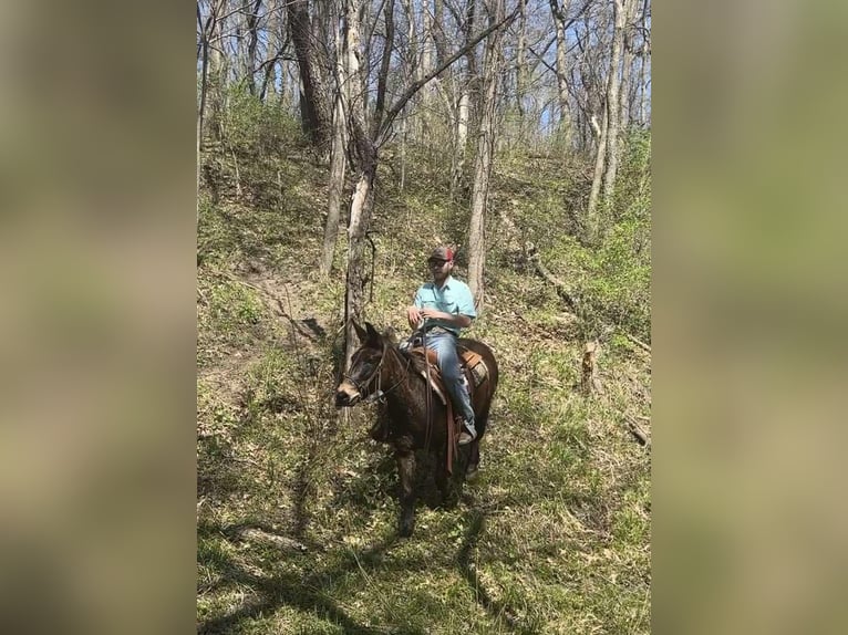 Mulo Caballo castrado 13 años Castaño rojizo in Van HOrne IA