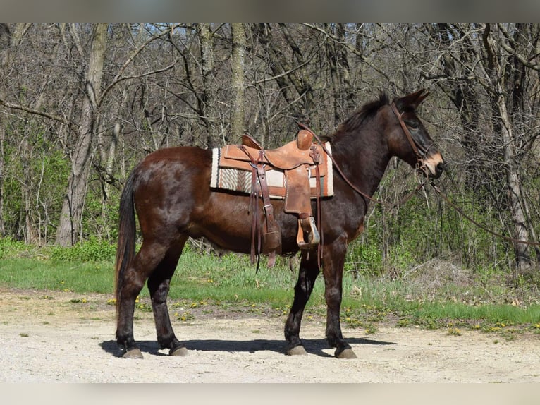 Mulo Caballo castrado 13 años Castaño rojizo in Van HOrne IA