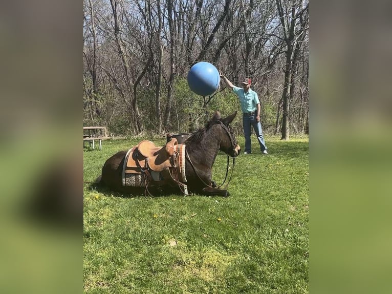 Mulo Caballo castrado 13 años Castaño rojizo in Van HOrne IA