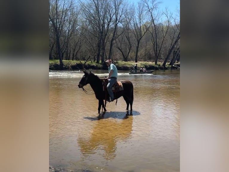 Mulo Caballo castrado 13 años Castaño rojizo in Van HOrne IA