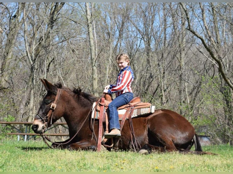 Mulo Caballo castrado 13 años Castaño rojizo in Van HOrne IA