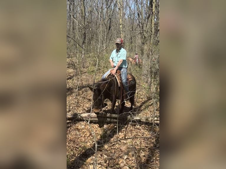 Mulo Caballo castrado 13 años Castaño rojizo in Van HOrne IA