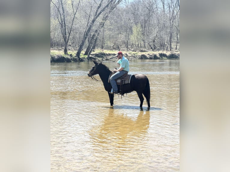 Mulo Caballo castrado 13 años Castaño rojizo in Van HOrne IA