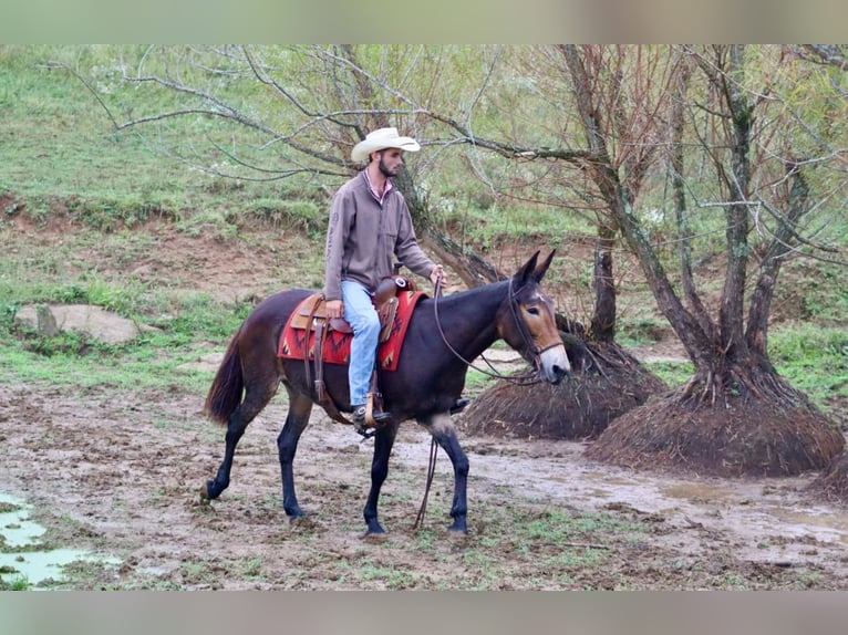 Mulo Caballo castrado 13 años Negro in Brooksville KY