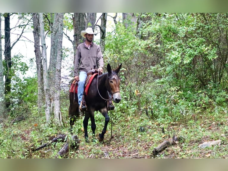 Mulo Caballo castrado 13 años Negro in Brooksville KY