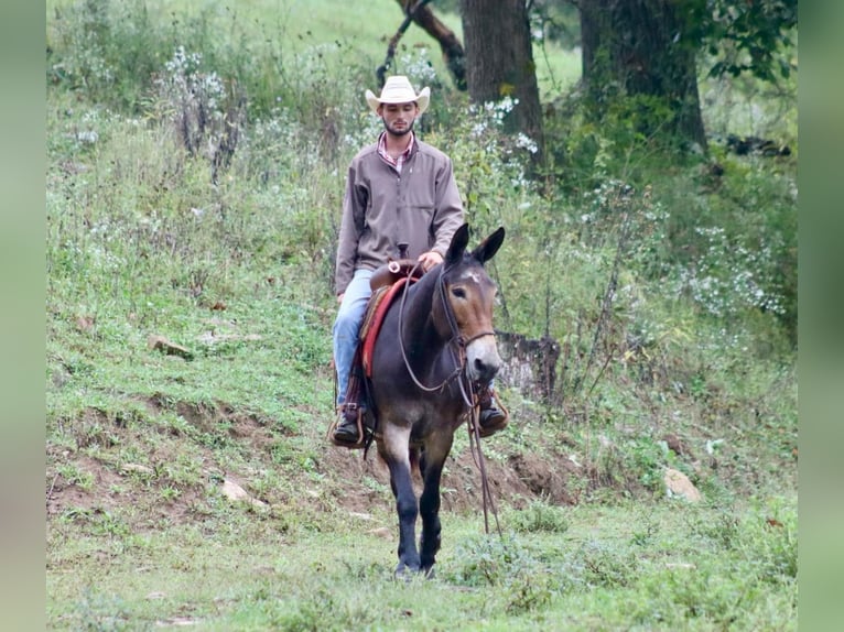 Mulo Caballo castrado 13 años Negro in Brooksville KY